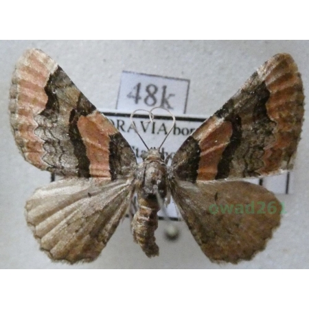 Catarhoe rubidata (Denis & Schiffermüller, 1775) Paśnik czerwieniak Czech48k